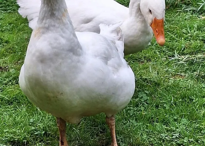 Appartamento Stara Szkola